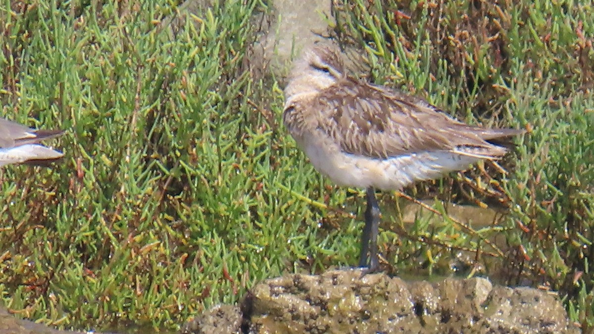 Bar-tailed Godwit - ML640118687