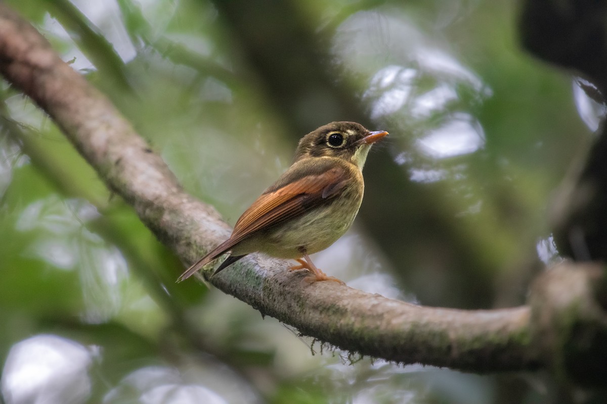 Russet-winged Spadebill - ML640118707