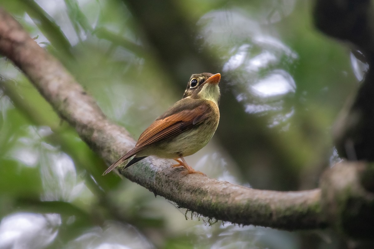 Russet-winged Spadebill - ML640118708