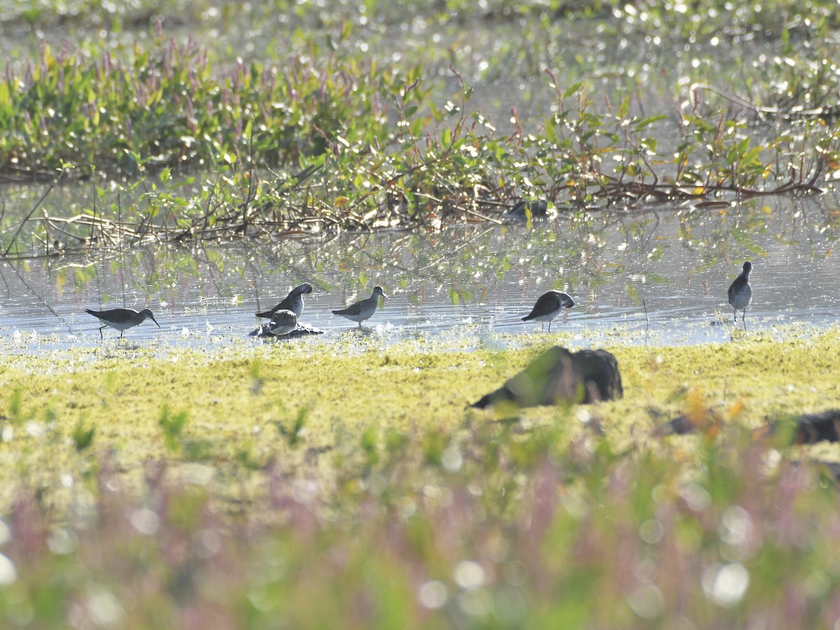 Lesser Yellowlegs - ML640118789