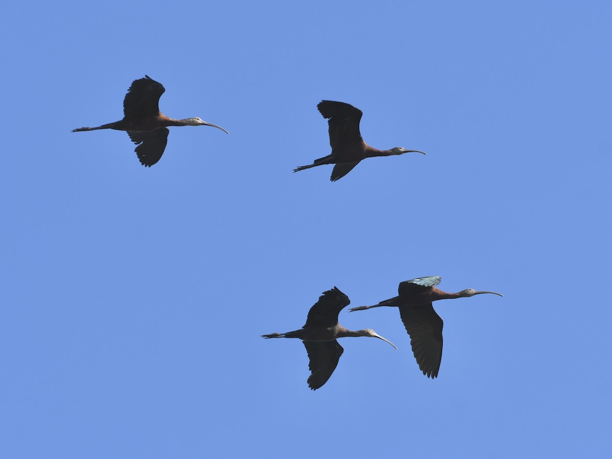 White-faced Ibis - ML640118798