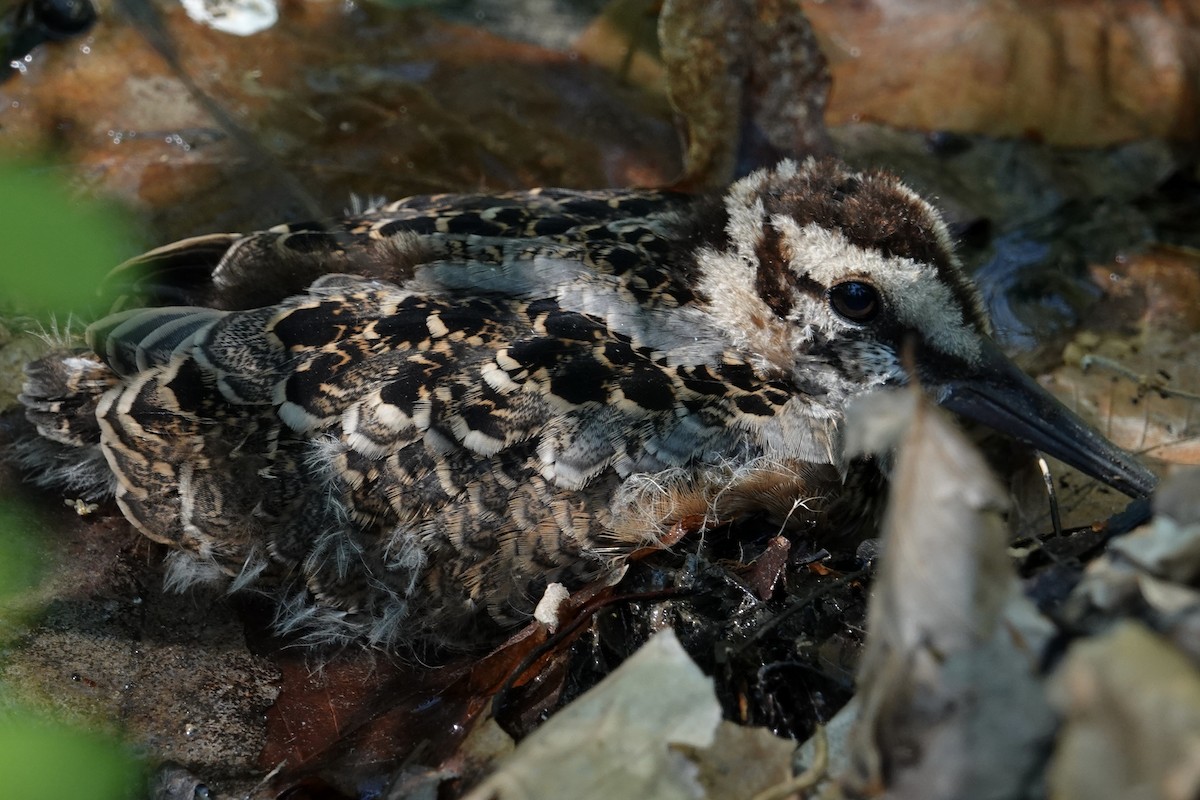 American Woodcock - ML640118878