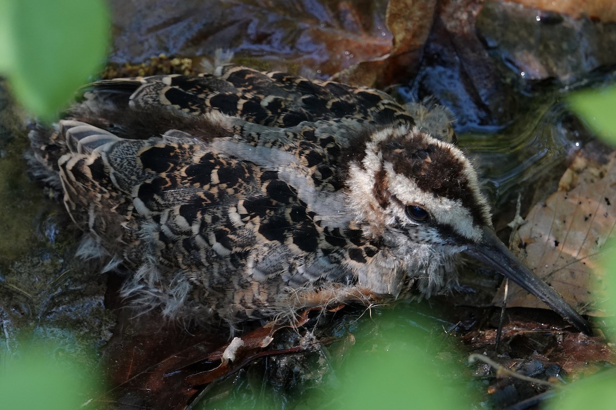 American Woodcock - ML640118879