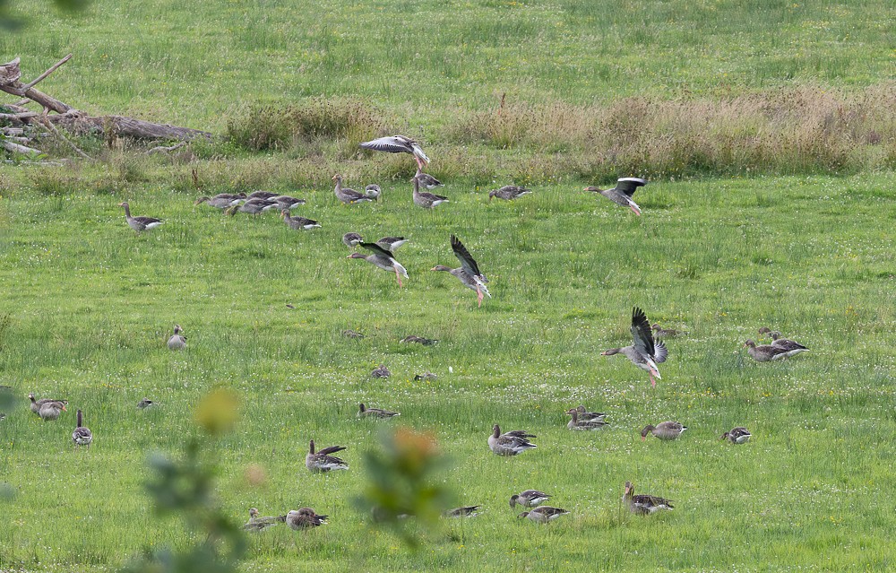 Graylag Goose - ML640118888