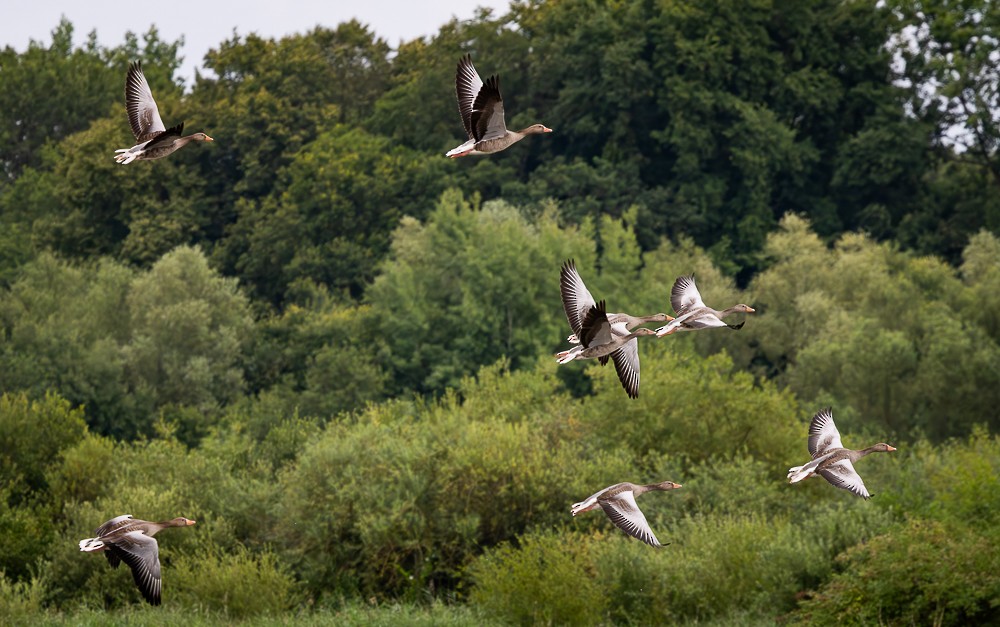 Graylag Goose - ML640118890