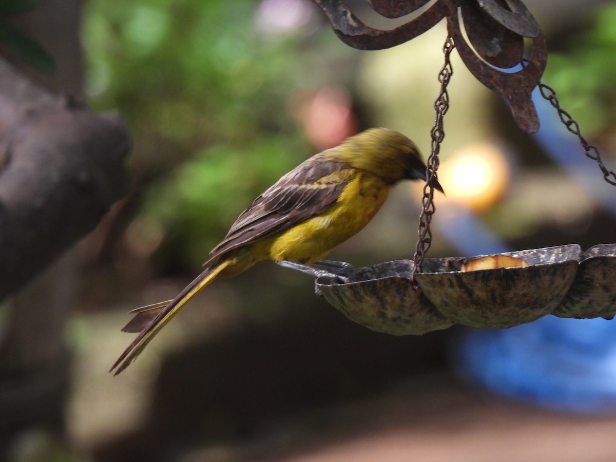 Black-vented Oriole - ML640118931