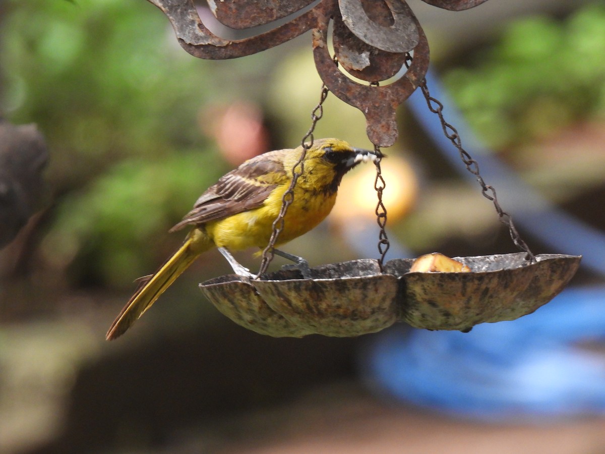 Black-vented Oriole - ML640118933