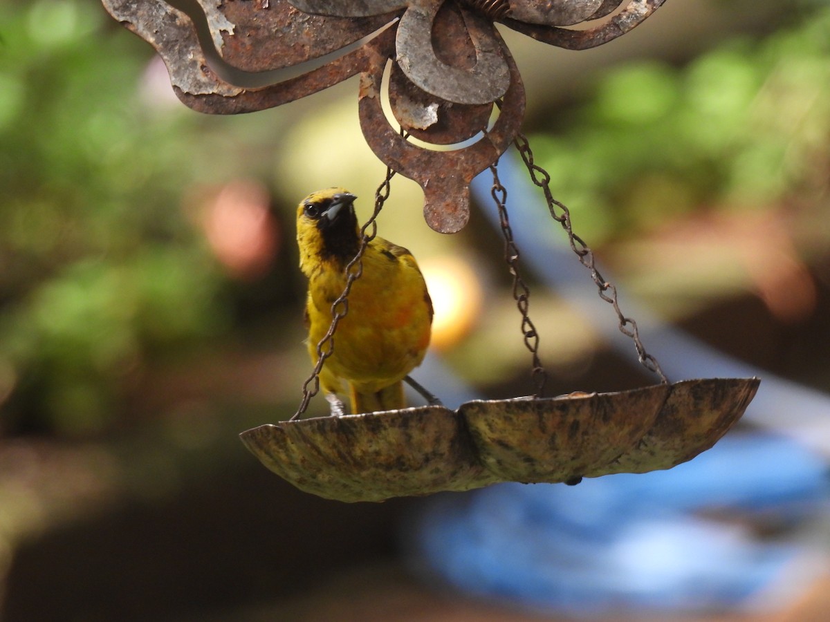Black-vented Oriole - ML640118934