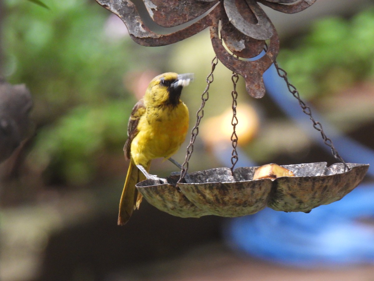 Black-vented Oriole - ML640118935