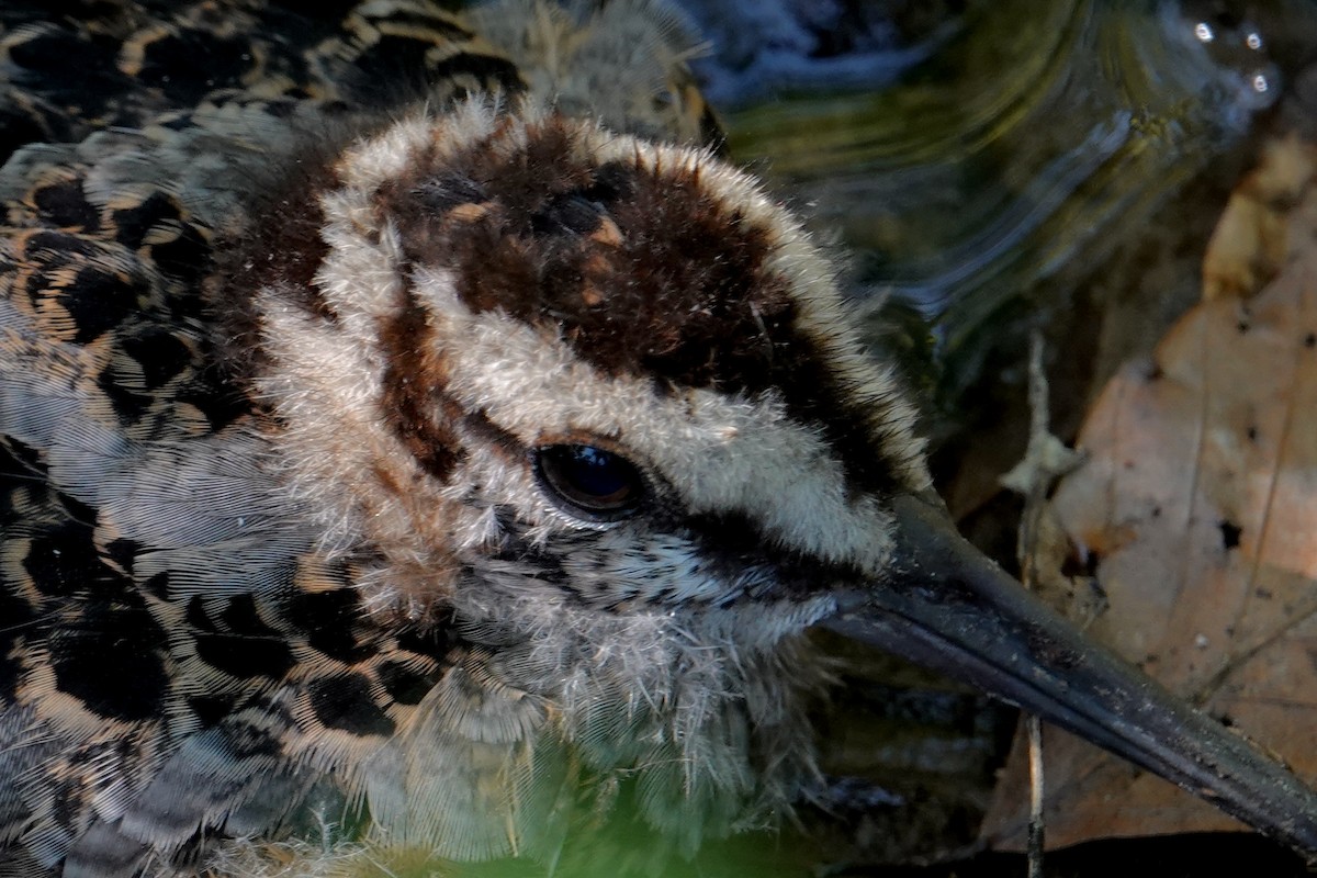 American Woodcock - ML640118982