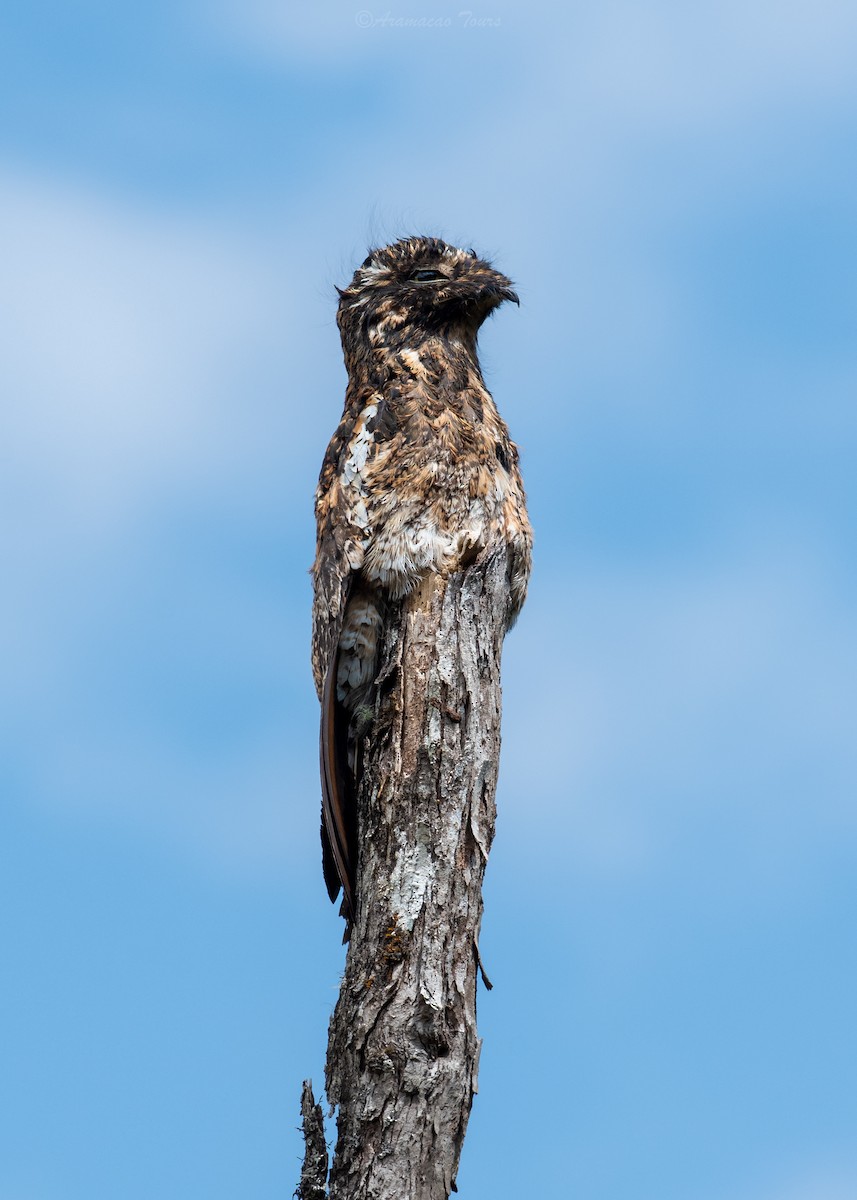 Andean Potoo - ML640119003