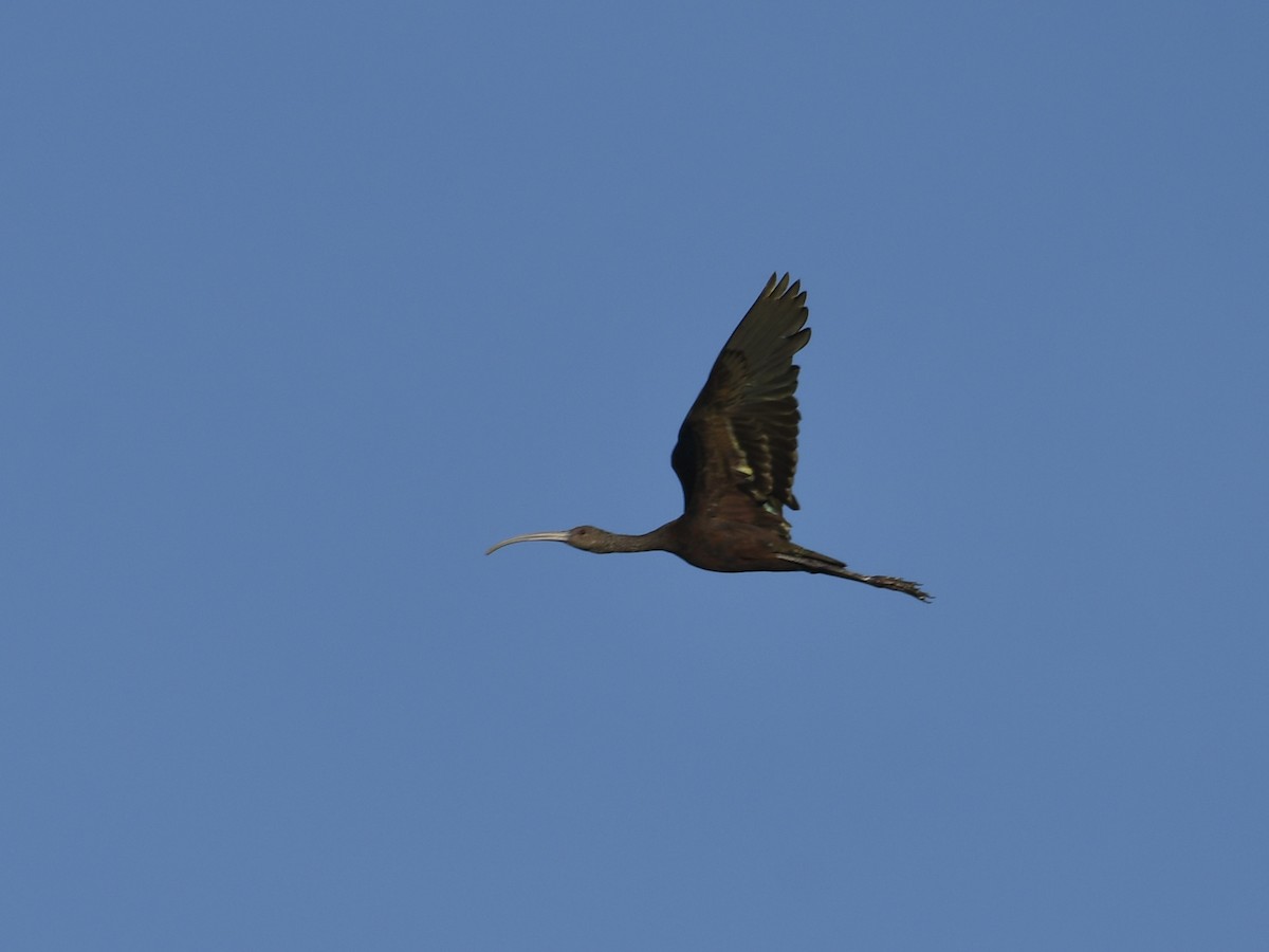 White-faced Ibis - ML640119064