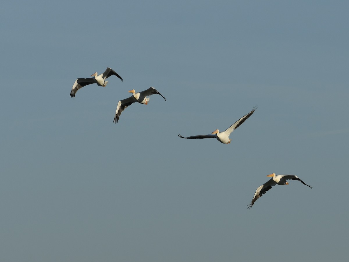 American White Pelican - ML640119068