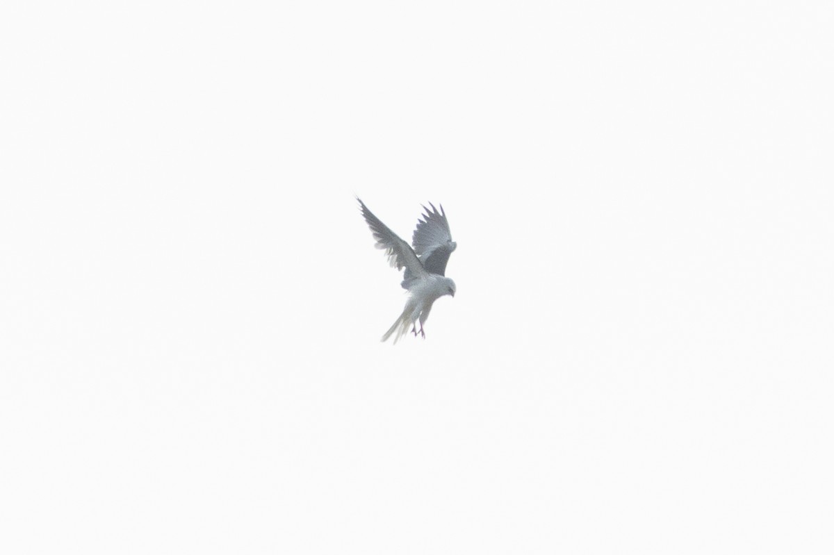 White-tailed Kite - ML640119073