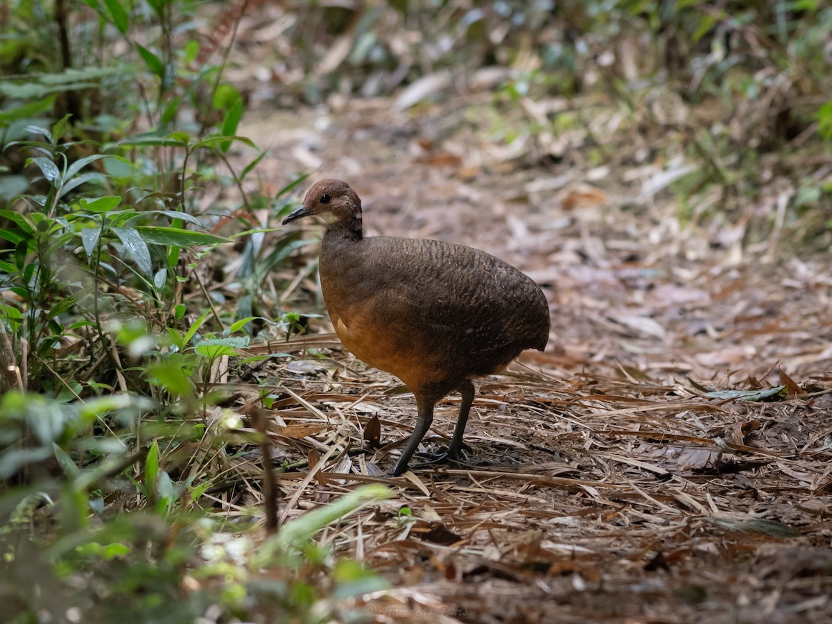 Tawny-breasted Tinamou - ML640119076