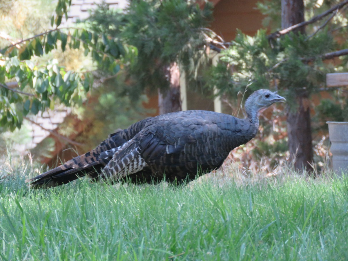Wild Turkey - ML640119119
