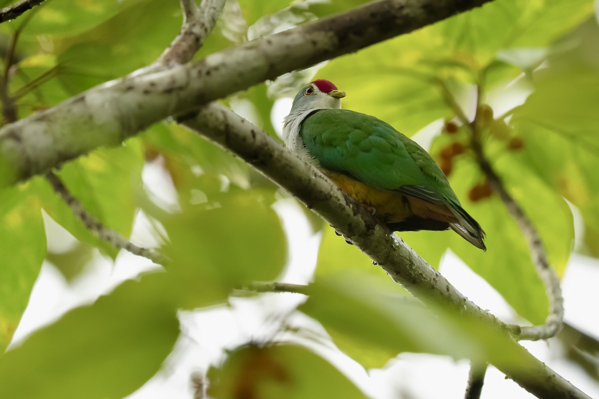 Beautiful Fruit-Dove - ML640119164