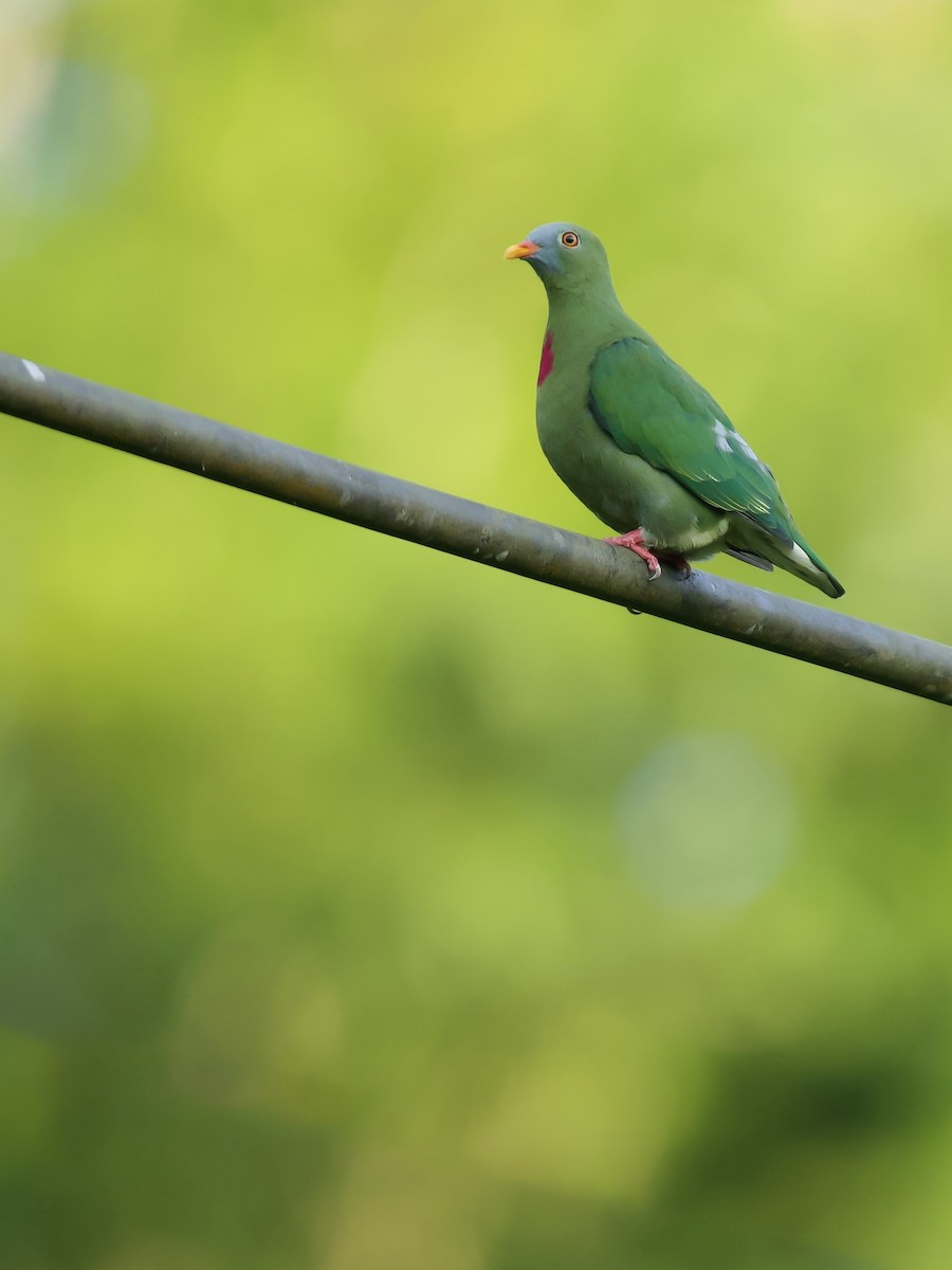Claret-breasted Fruit-Dove - ML640119171