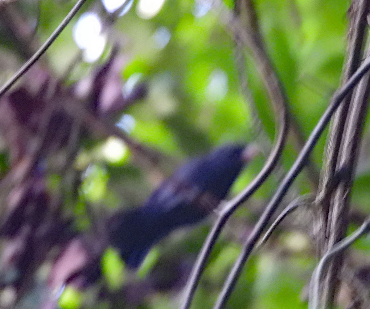 Slate-colored Grosbeak - ML640119212