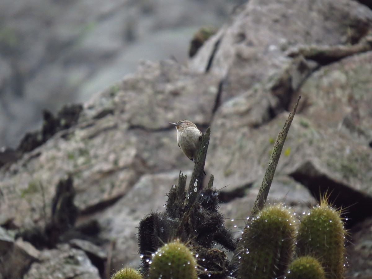 Cactus Canastero - ML640119253