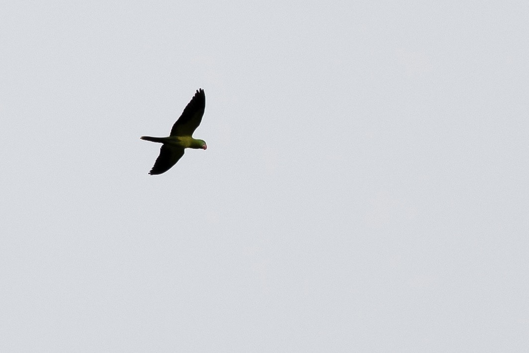 Great-billed Parrot - ML640119254
