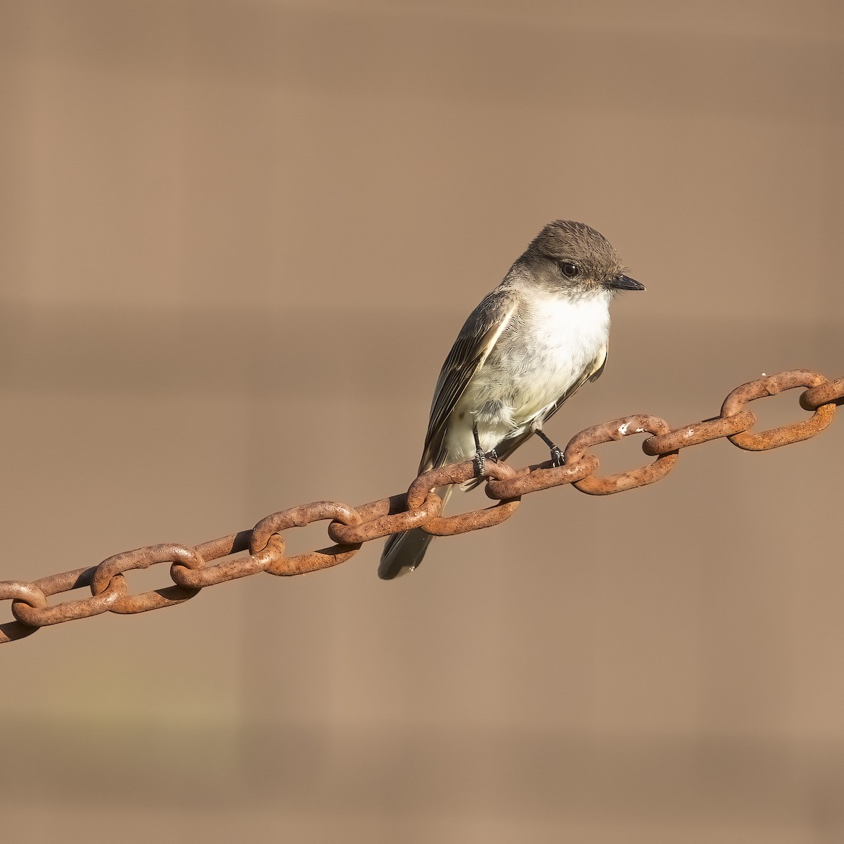 Eastern Phoebe - ML640119273