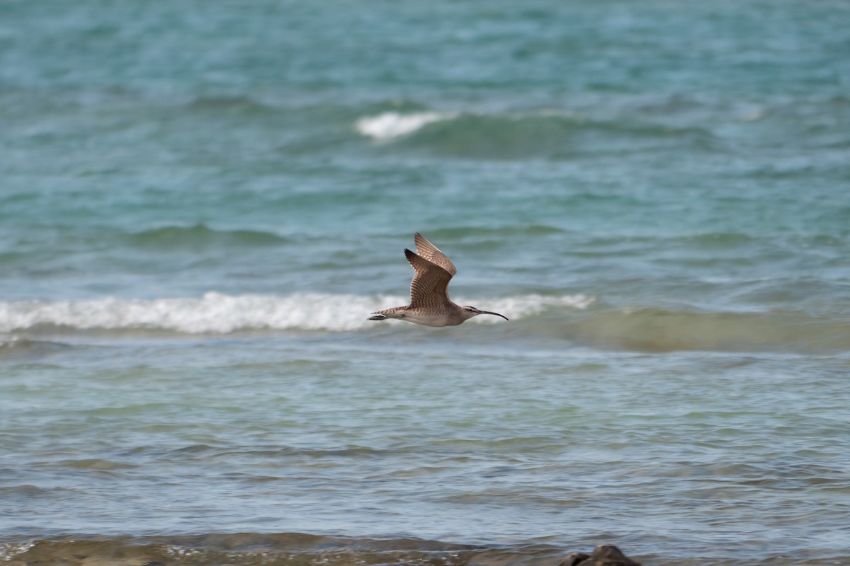 Hudsonian Whimbrel - ML640119290