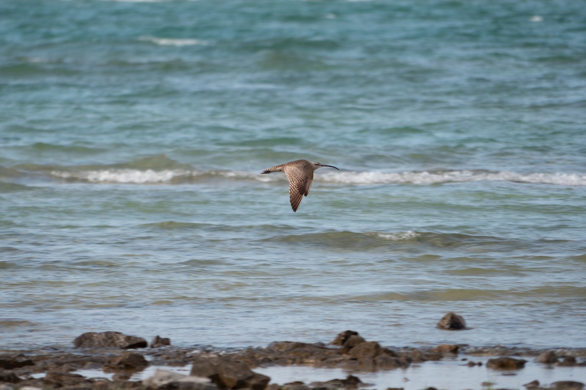 Hudsonian Whimbrel - ML640119291
