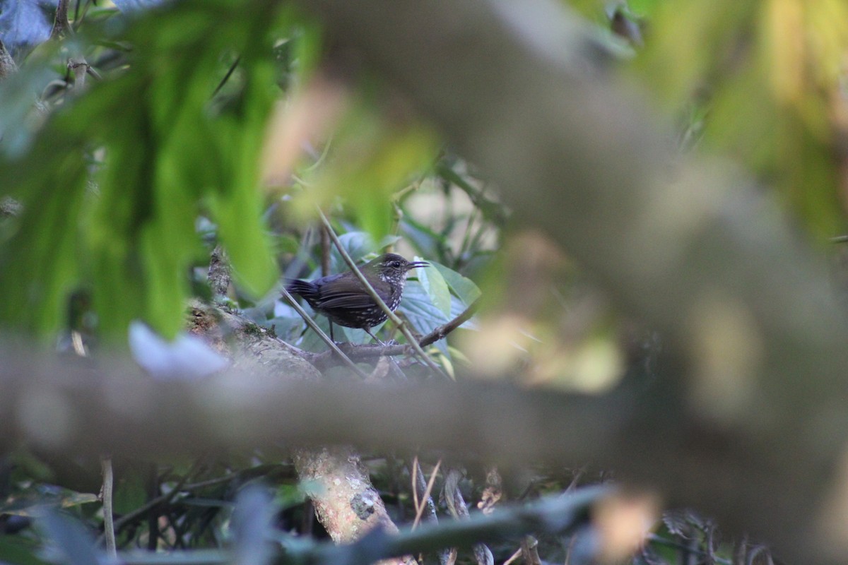 Sharp-tailed Streamcreeper - ML640119403