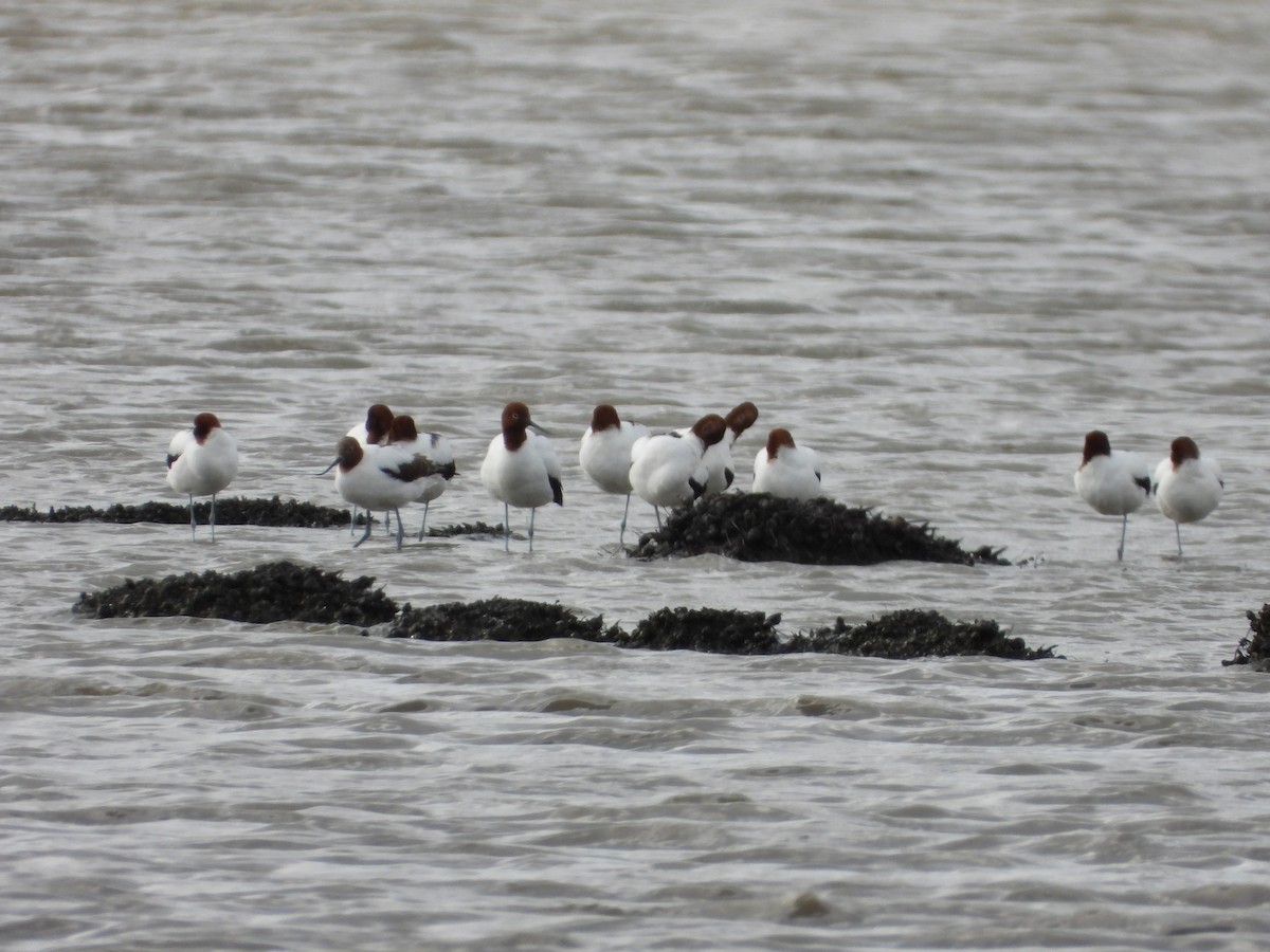 Avocette d'Australie - ML640119426