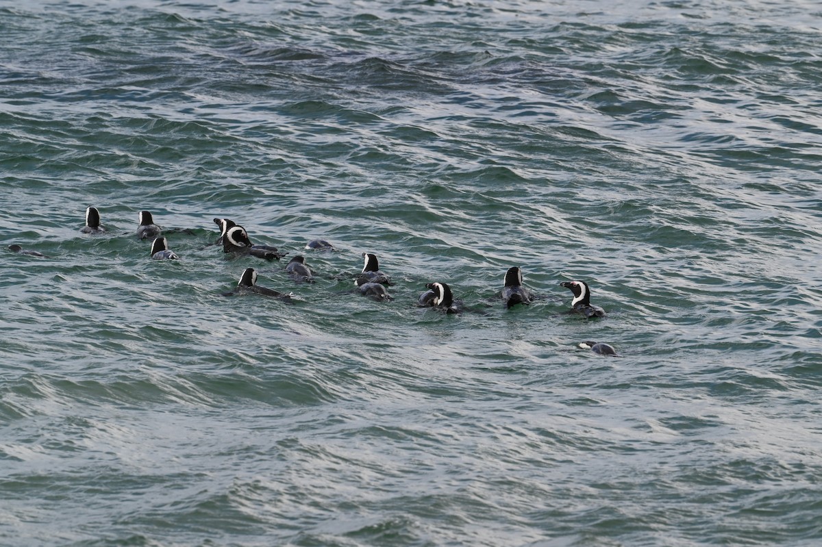 African Penguin - ML640119444