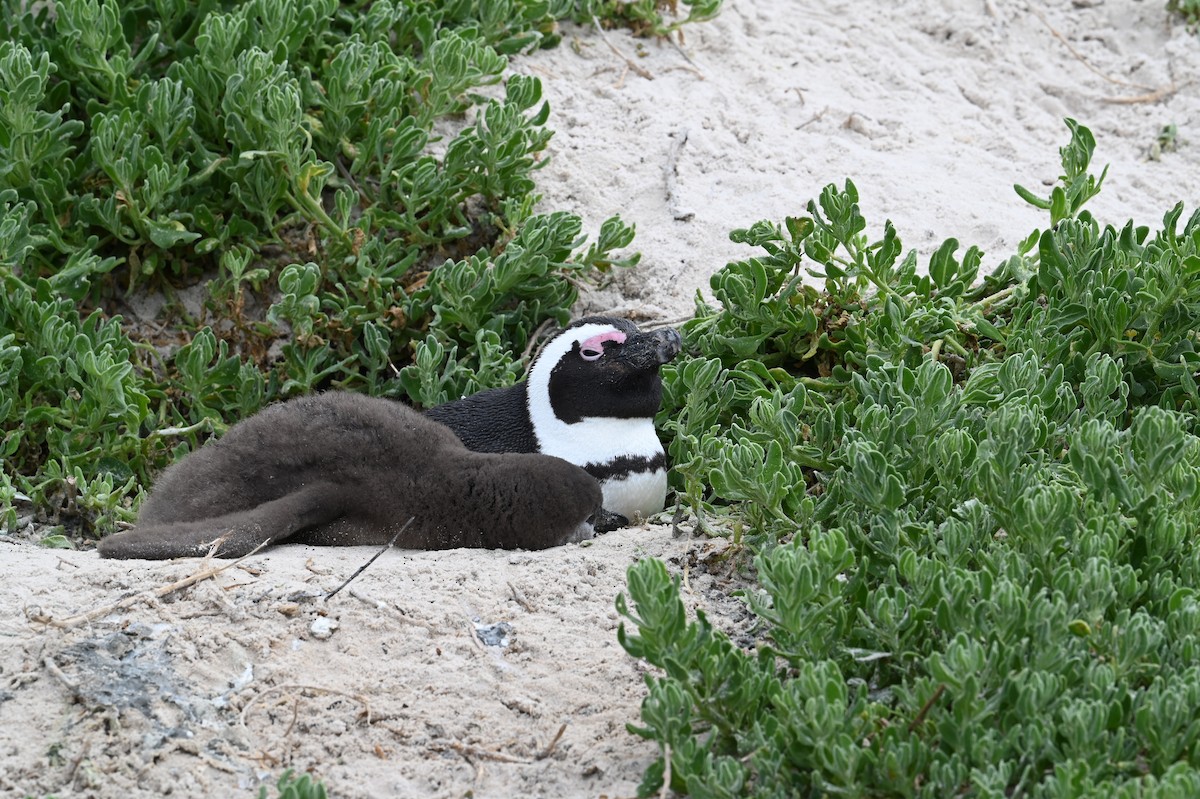 African Penguin - ML640119445