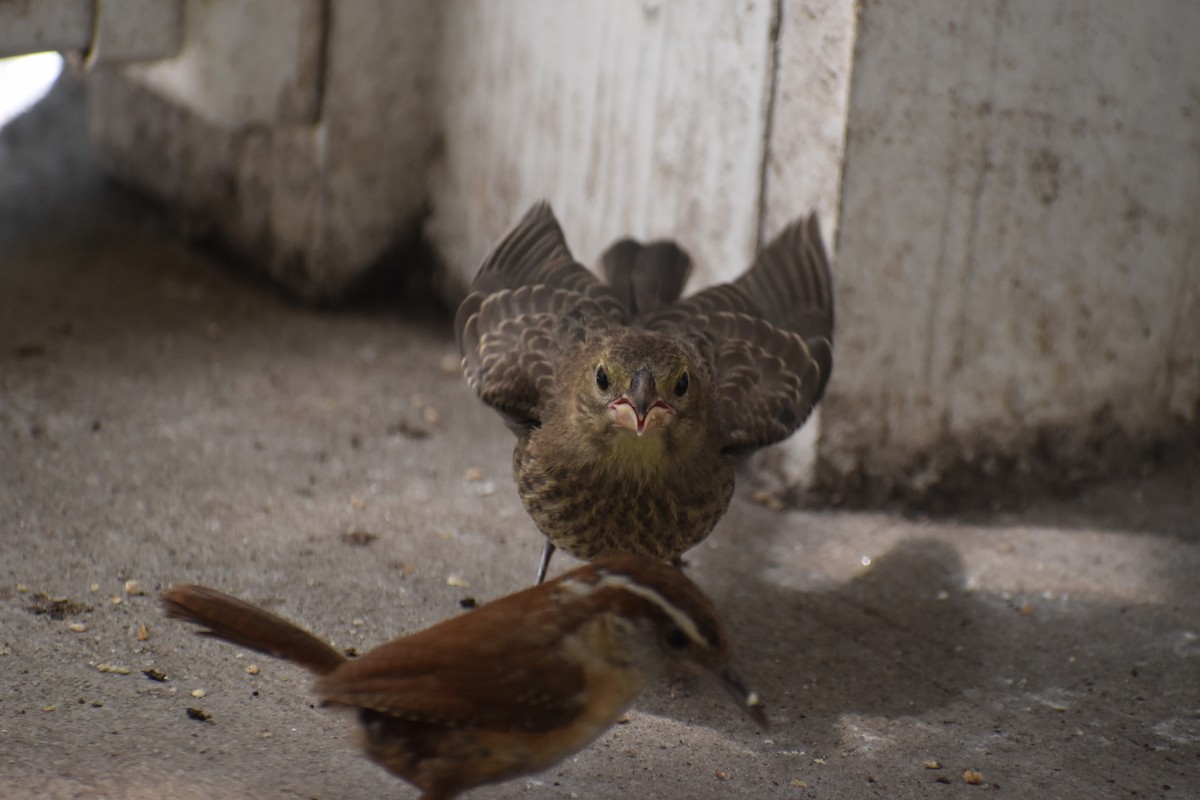 Brown-headed Cowbird - ML640119493