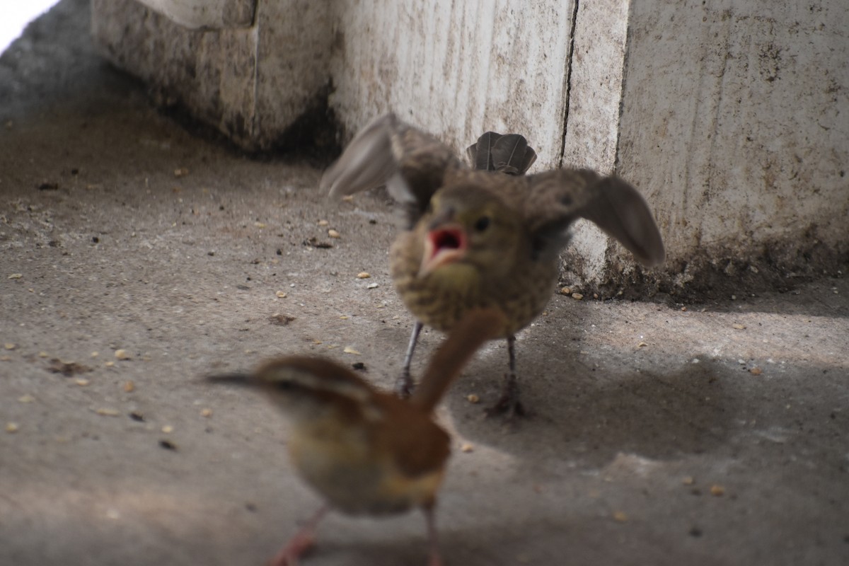 Brown-headed Cowbird - ML640119497