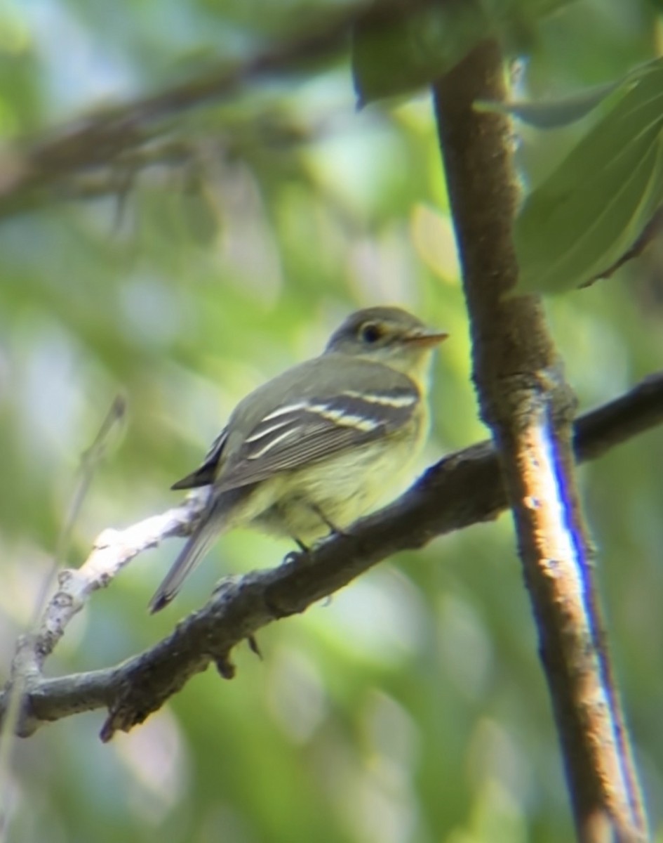 Yellow-bellied Flycatcher - ML640119508