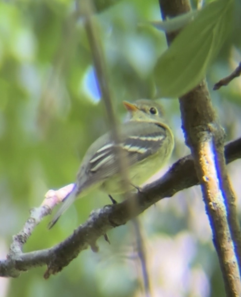 Yellow-bellied Flycatcher - ML640119509