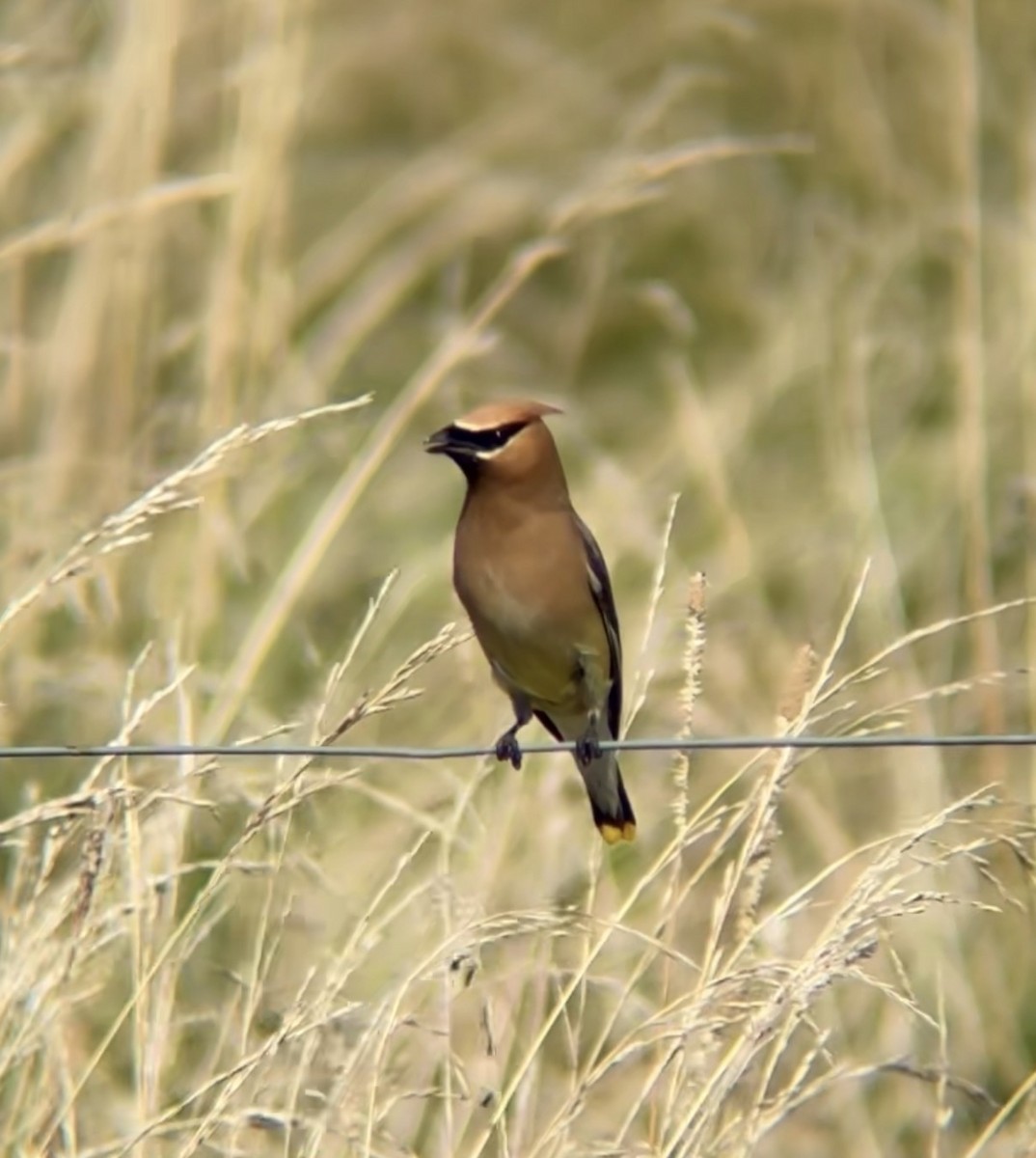 Cedar Waxwing - ML640119512