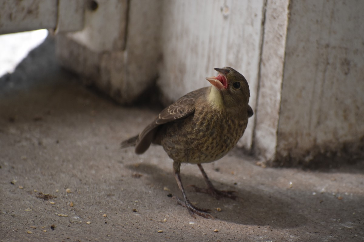 Brown-headed Cowbird - ML640119532