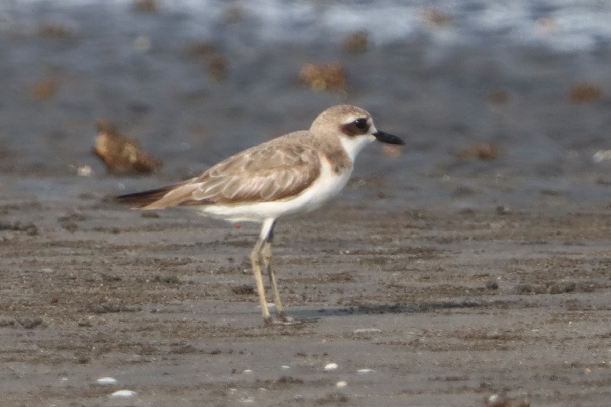 Greater Sand-Plover - ML640119546