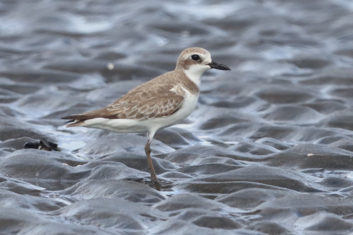 Greater Sand-Plover - ML640119547