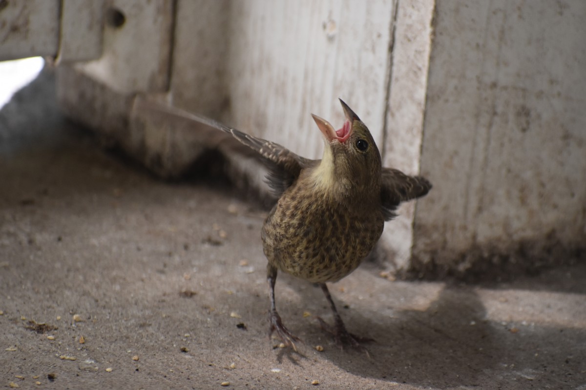 Brown-headed Cowbird - ML640119552