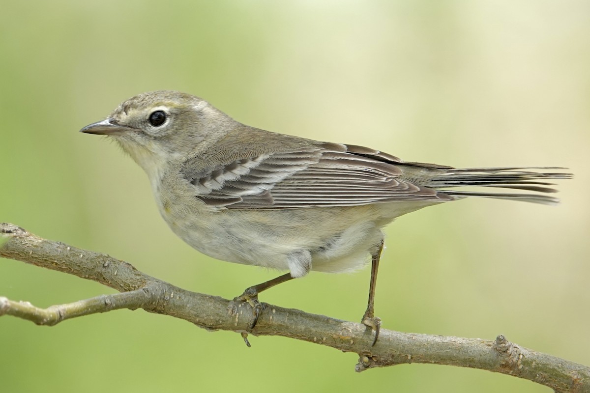 Pine Warbler - ML640119585