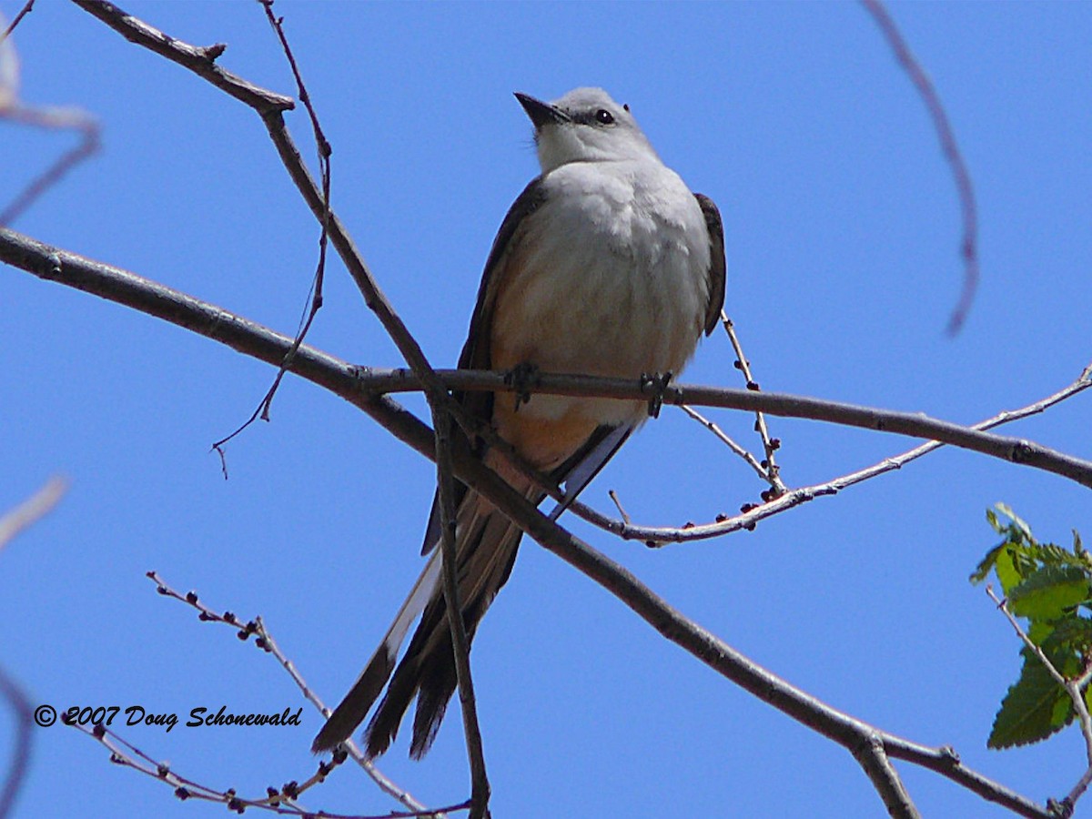 Scissor-tailed Flycatcher - ML640119588