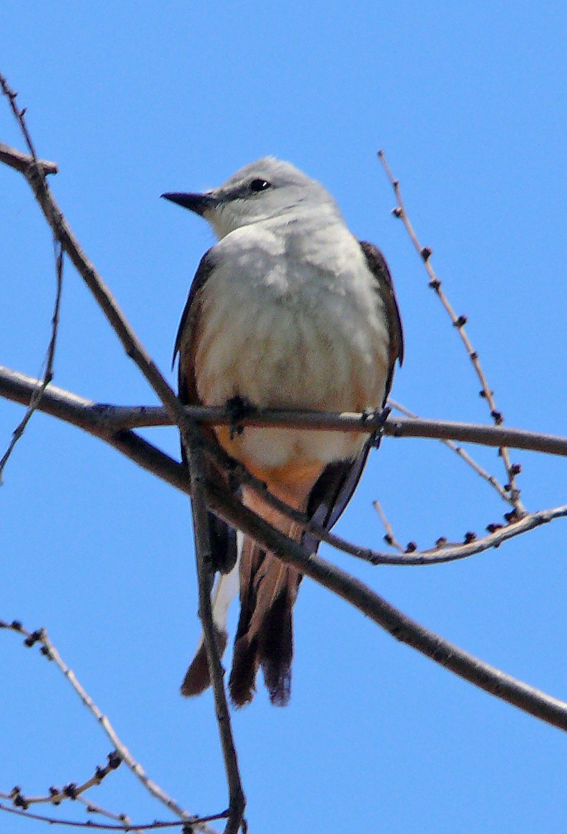 Scissor-tailed Flycatcher - ML640119590