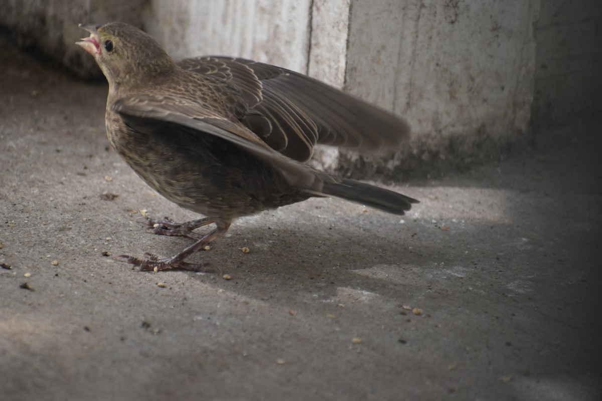 Brown-headed Cowbird - ML640119593