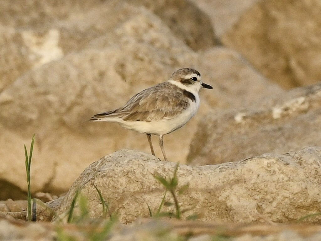 Snowy Plover - ML640119669