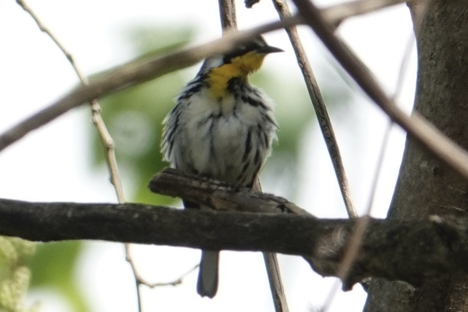 Yellow-throated Warbler - ML640119700