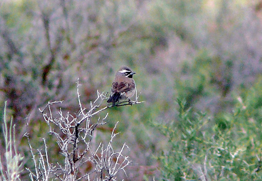 Black-throated Sparrow - ML640119703