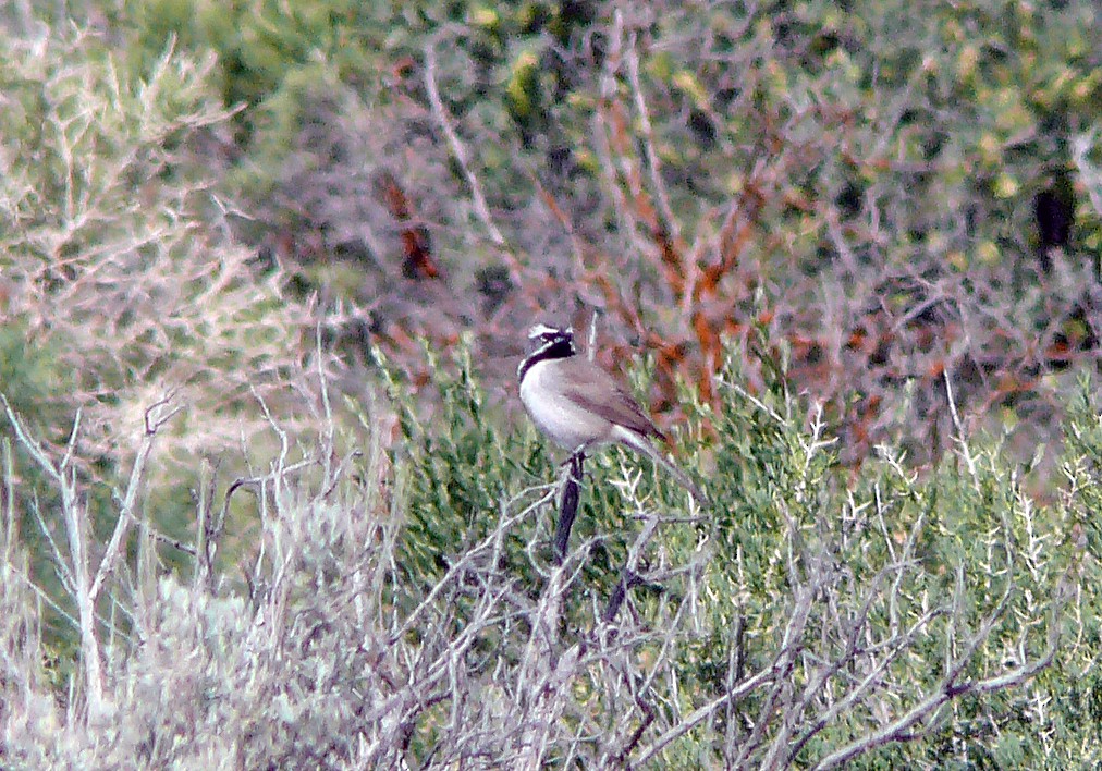 Black-throated Sparrow - ML640119704