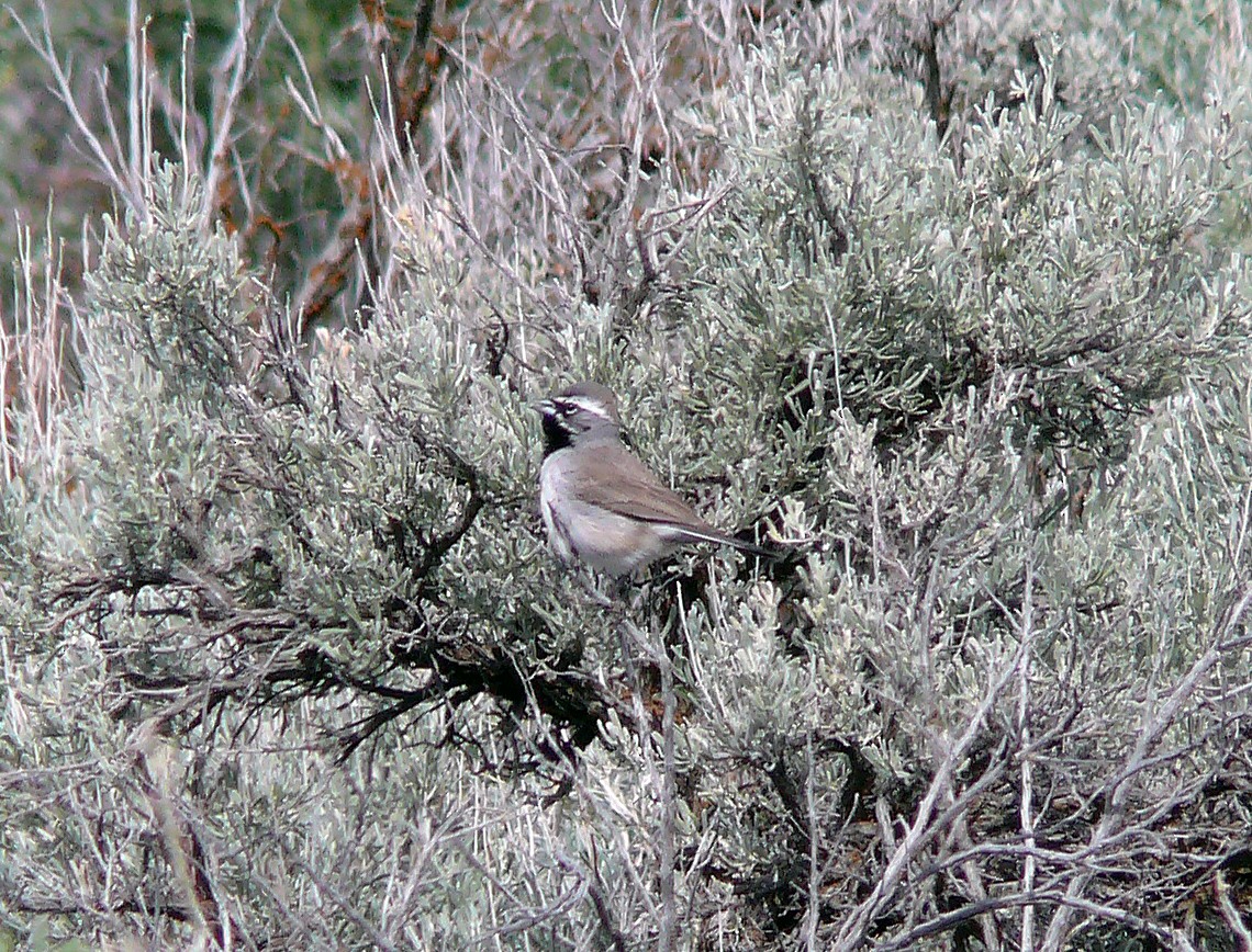 Black-throated Sparrow - ML640119705